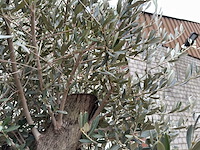 Olijfboom old skin - olea europaea - 100 jaar oud - hoogte ca. 250 cm - afbeelding 5 van  6