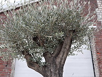 Olijfboom old skin - olea europaea - 100 jaar oud - hoogte ca. 250 cm - afbeelding 6 van  6