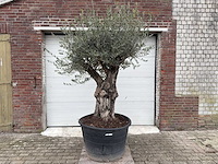 Olijfboom old skin - olea europaea - 100 jaar oud - hoogte ca. 250 cm