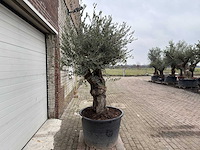 Olijfboom old skin - olea europaea - 100 jaar oud - hoogte ca. 250 cm - afbeelding 2 van  7