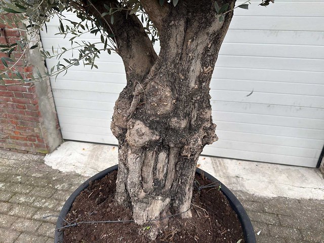 Olijfboom old skin - olea europaea - 100 jaar oud - hoogte ca. 250 cm - afbeelding 3 van  7