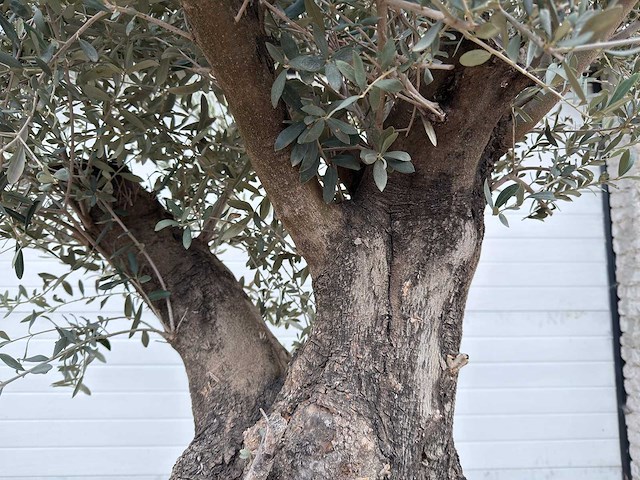 Olijfboom old skin - olea europaea - 100 jaar oud - hoogte ca. 250 cm - afbeelding 4 van  7