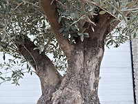 Olijfboom old skin - olea europaea - 100 jaar oud - hoogte ca. 250 cm - afbeelding 4 van  7