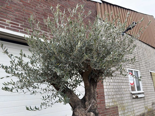 Olijfboom old skin - olea europaea - 100 jaar oud - hoogte ca. 250 cm - afbeelding 5 van  7