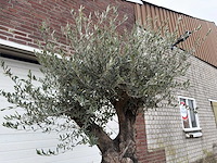 Olijfboom old skin - olea europaea - 100 jaar oud - hoogte ca. 250 cm - afbeelding 5 van  7