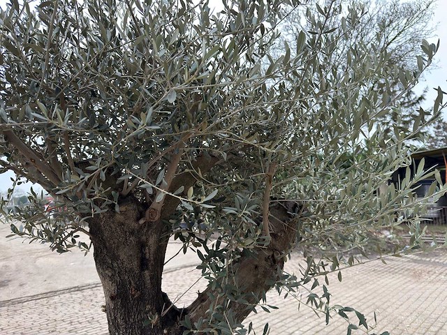 Olijfboom old skin - olea europaea - 100 jaar oud - hoogte ca. 250 cm - afbeelding 6 van  7