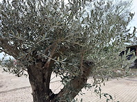 Olijfboom old skin - olea europaea - 100 jaar oud - hoogte ca. 250 cm - afbeelding 6 van  7