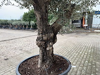 Olijfboom old skin - olea europaea - 100 jaar oud - hoogte ca. 250 cm - afbeelding 7 van  7