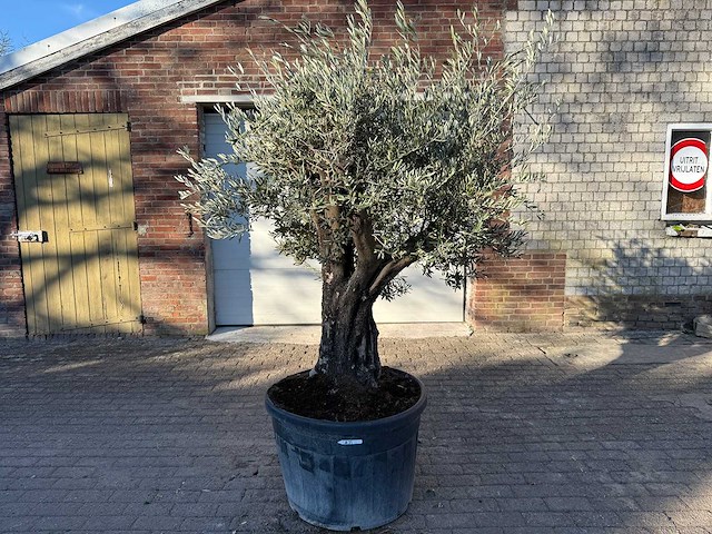 Olijfboom old skin - olea europaea - 50 jaar oud - hoogte ca. 250 cm - afbeelding 1 van  6