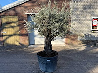 Olijfboom old skin - olea europaea - 50 jaar oud - hoogte ca. 250 cm - afbeelding 1 van  6