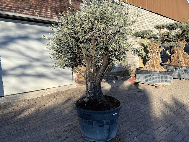Olijfboom old skin - olea europaea - 50 jaar oud - hoogte ca. 250 cm - afbeelding 2 van  6