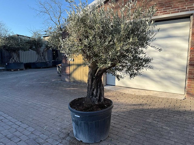 Olijfboom old skin - olea europaea - 50 jaar oud - hoogte ca. 250 cm - afbeelding 3 van  6
