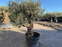 Olijfboom old skin - olea europaea - 50 jaar oud - hoogte ca. 250 cm - afbeelding 4 van  6
