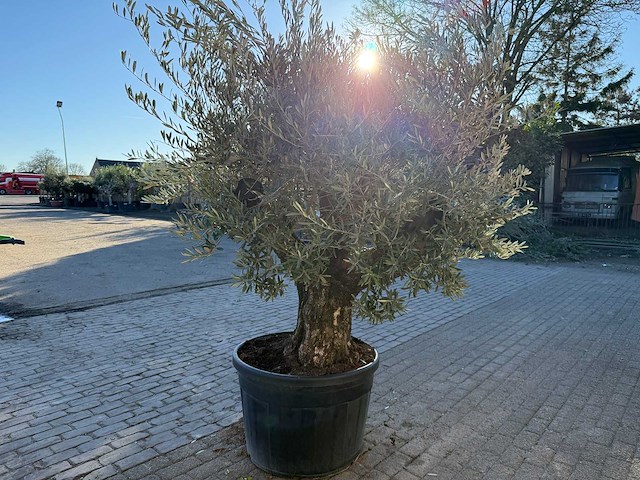 Olijfboom old skin - olea europaea - 50 jaar oud - hoogte ca. 250 cm - afbeelding 5 van  6