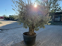 Olijfboom old skin - olea europaea - 50 jaar oud - hoogte ca. 250 cm - afbeelding 5 van  6