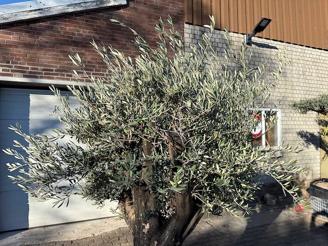 Olijfboom old skin - olea europaea - 50 jaar oud - hoogte ca. 250 cm - afbeelding 6 van  6