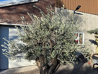 Olijfboom old skin - olea europaea - 50 jaar oud - hoogte ca. 250 cm - afbeelding 6 van  6