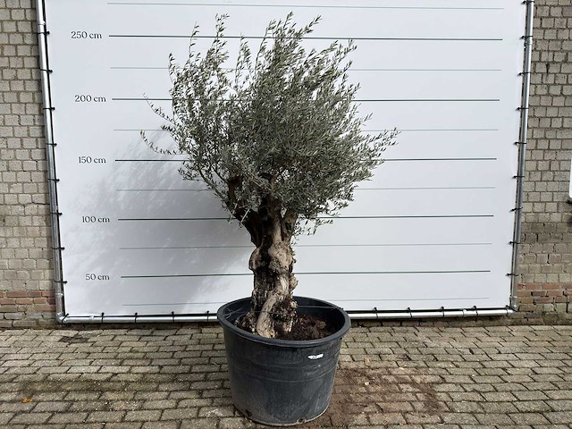 Olijfboom old skin - olea europaea - ca. 100 jaar oud - hoogte ca. 220 cm - afbeelding 1 van  7