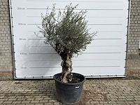 Olijfboom old skin - olea europaea - ca. 100 jaar oud - hoogte ca. 220 cm - afbeelding 1 van  7
