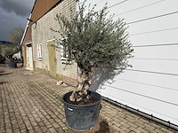 Olijfboom old skin - olea europaea - ca. 100 jaar oud - hoogte ca. 220 cm - afbeelding 2 van  7