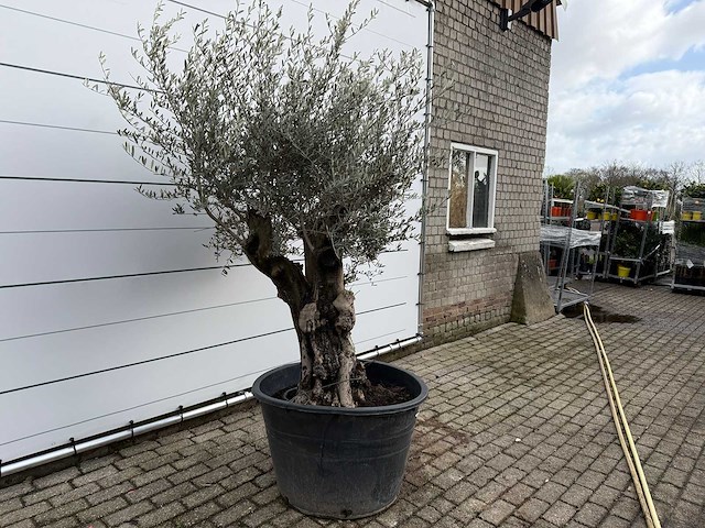 Olijfboom old skin - olea europaea - ca. 100 jaar oud - hoogte ca. 220 cm - afbeelding 3 van  7