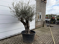 Olijfboom old skin - olea europaea - ca. 100 jaar oud - hoogte ca. 220 cm - afbeelding 3 van  7