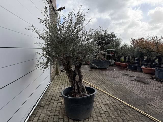 Olijfboom old skin - olea europaea - ca. 100 jaar oud - hoogte ca. 220 cm - afbeelding 4 van  7