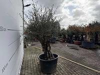 Olijfboom old skin - olea europaea - ca. 100 jaar oud - hoogte ca. 220 cm - afbeelding 5 van  7