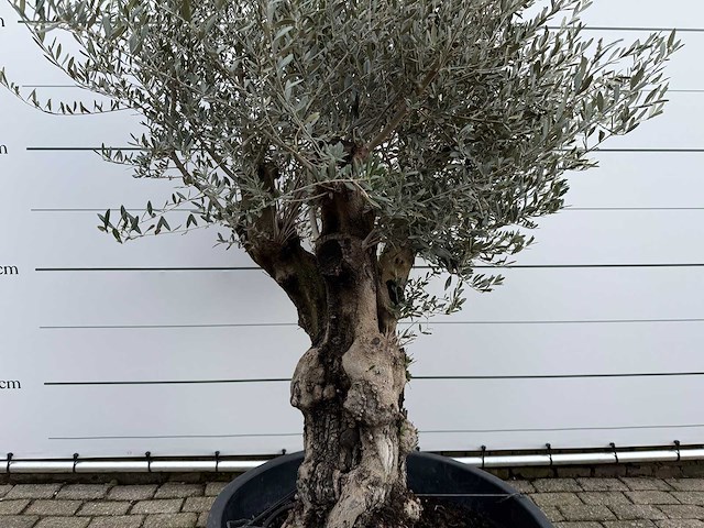 Olijfboom old skin - olea europaea - ca. 100 jaar oud - hoogte ca. 220 cm - afbeelding 6 van  7
