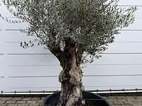 Olijfboom old skin - olea europaea - ca. 100 jaar oud - hoogte ca. 220 cm - afbeelding 6 van  7