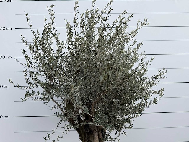 Olijfboom old skin - olea europaea - ca. 100 jaar oud - hoogte ca. 220 cm - afbeelding 7 van  7