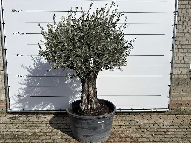 Olijfboom old skin - olea europaea - ca. 100 jaar oud - hoogte ca. 230 cm - afbeelding 1 van  8