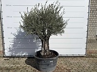 Olijfboom old skin - olea europaea - ca. 100 jaar oud - hoogte ca. 230 cm - afbeelding 1 van  8