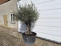 Olijfboom old skin - olea europaea - ca. 100 jaar oud - hoogte ca. 230 cm - afbeelding 2 van  8