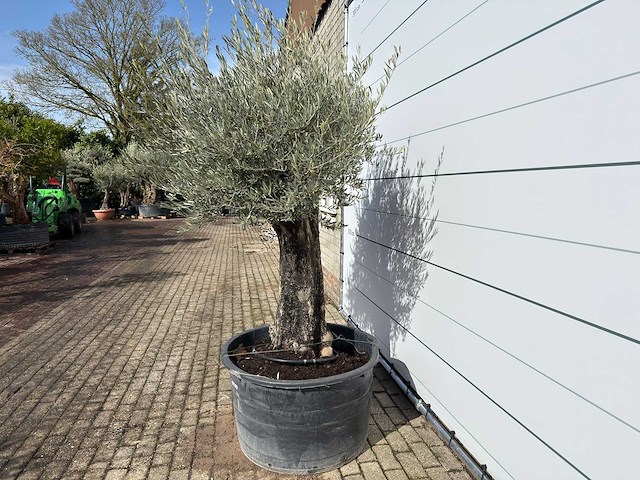 Olijfboom old skin - olea europaea - ca. 100 jaar oud - hoogte ca. 230 cm - afbeelding 3 van  8