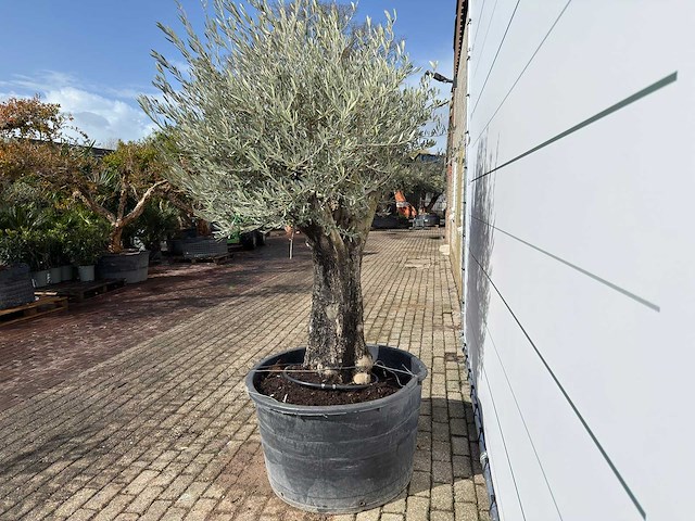 Olijfboom old skin - olea europaea - ca. 100 jaar oud - hoogte ca. 230 cm - afbeelding 4 van  8