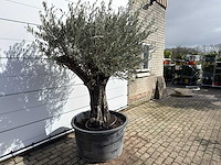 Olijfboom old skin - olea europaea - ca. 100 jaar oud - hoogte ca. 230 cm - afbeelding 5 van  8