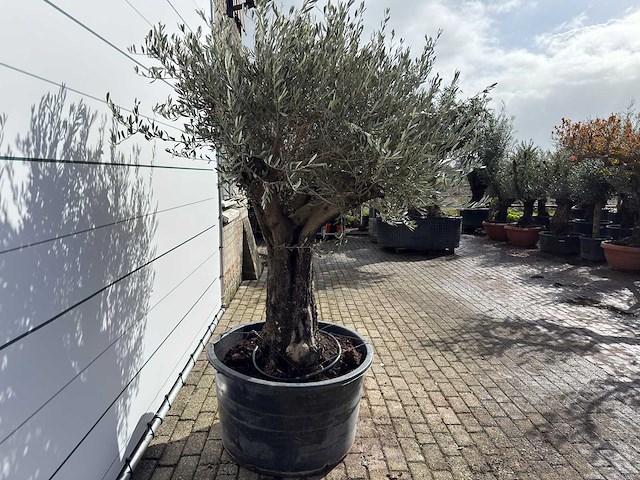 Olijfboom old skin - olea europaea - ca. 100 jaar oud - hoogte ca. 230 cm - afbeelding 6 van  8