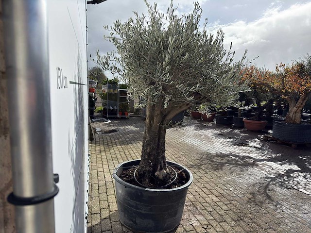 Olijfboom old skin - olea europaea - ca. 100 jaar oud - hoogte ca. 230 cm - afbeelding 7 van  8