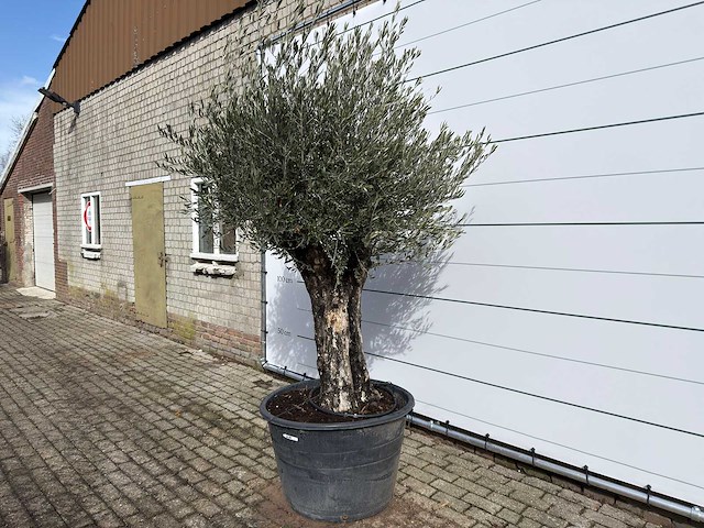 Olijfboom old skin - olea europaea - ca. 100 jaar oud - hoogte ca. 250 cm - afbeelding 2 van  9