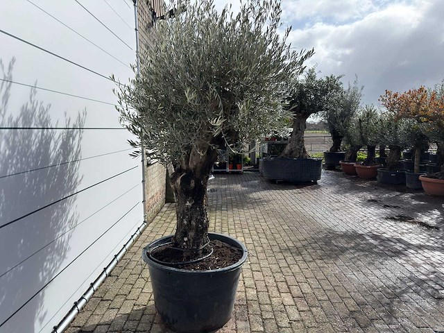 Olijfboom old skin - olea europaea - ca. 100 jaar oud - hoogte ca. 250 cm - afbeelding 6 van  9