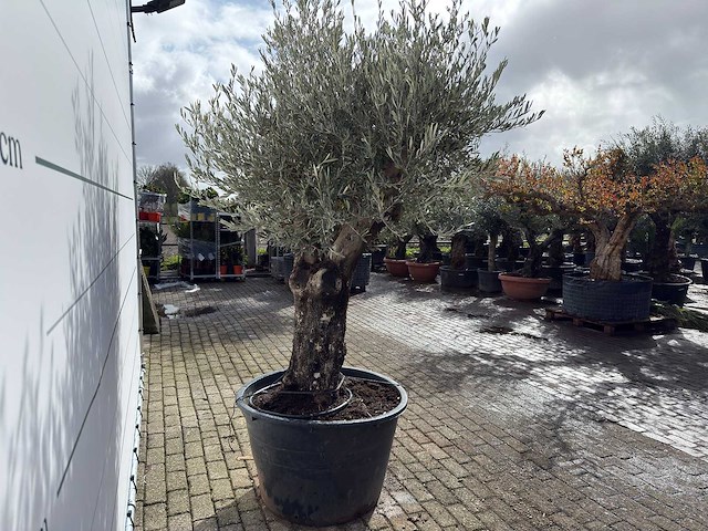 Olijfboom old skin - olea europaea - ca. 100 jaar oud - hoogte ca. 250 cm - afbeelding 7 van  9