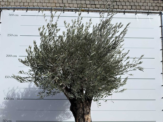 Olijfboom old skin - olea europaea - ca. 100 jaar oud - hoogte ca. 250 cm - afbeelding 9 van  9