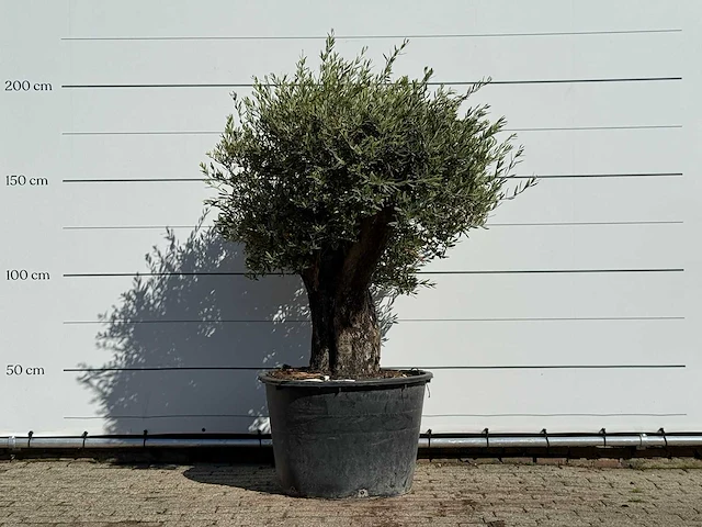 Olijfboom old skin - olea europaea - ca. 75 jaar oud - hoogte ca. 200 cm - afbeelding 1 van  3