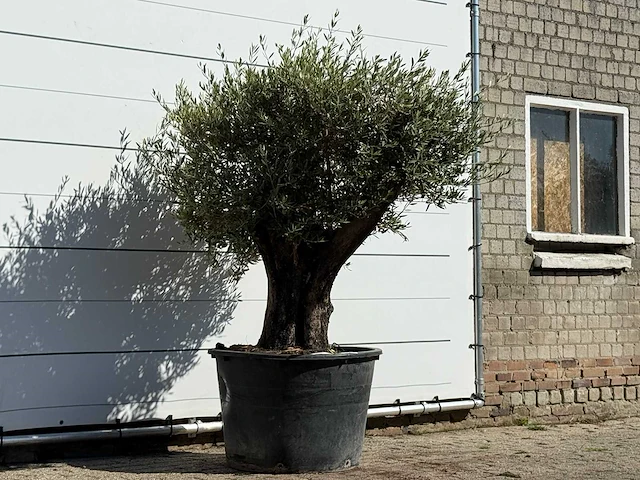 Olijfboom old skin - olea europaea - ca. 75 jaar oud - hoogte ca. 200 cm - afbeelding 3 van  3