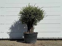 Olijfboom old skin - olea europaea - ca. 75 jaar oud - hoogte ca. 200 cm