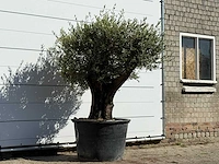 Olijfboom old skin - olea europaea - ca. 75 jaar oud - hoogte ca. 200 cm - afbeelding 2 van  3