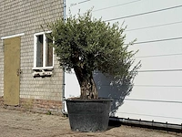 Olijfboom old skin - olea europaea - ca. 75 jaar oud - hoogte ca. 200 cm - afbeelding 3 van  3