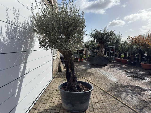 Olijfboom old skin - olea europaea - ca. 75 jaar oud - hoogte ca. 220 cm - afbeelding 1 van  1