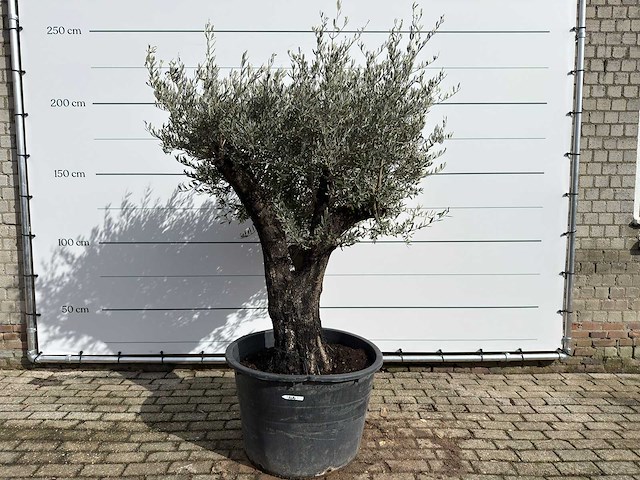 Olijfboom old skin - olea europaea - ca. 75 jaar oud - hoogte ca. 220 cm - afbeelding 1 van  8